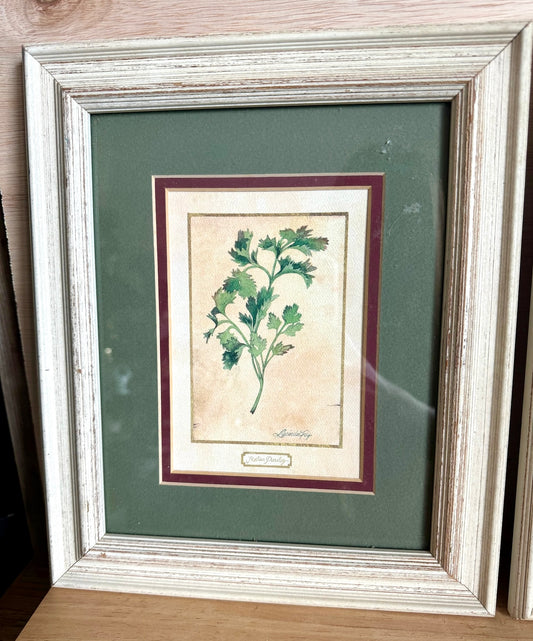 Italian Parsley Framed Botanical